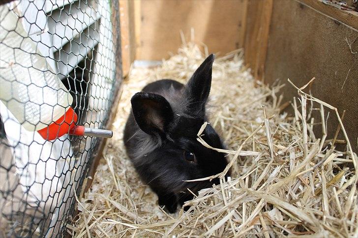 Kanin Knuttie billede 2