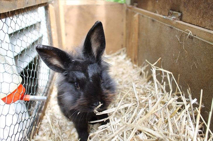 Kanin Knuttie billede 3