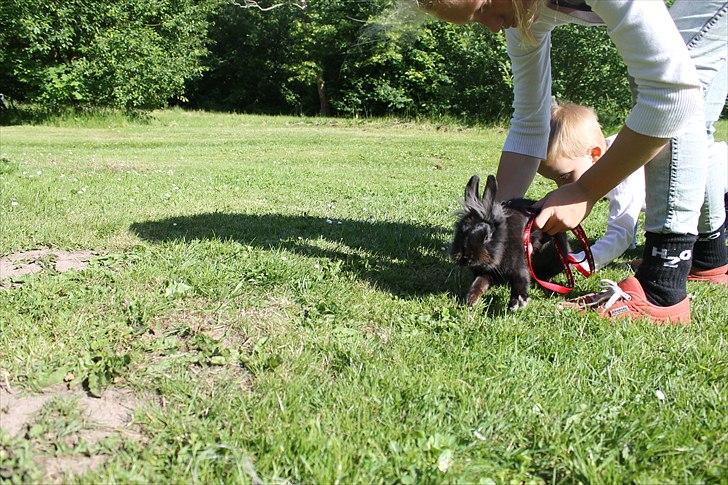 Kanin Knuttie billede 4