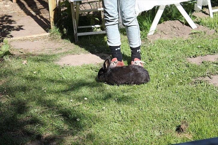 Kanin Knuttie billede 6