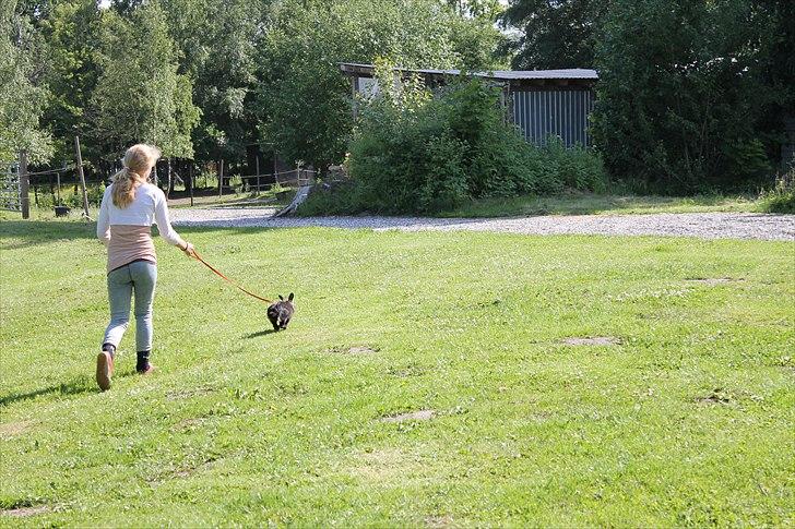 Kanin Knuttie billede 7