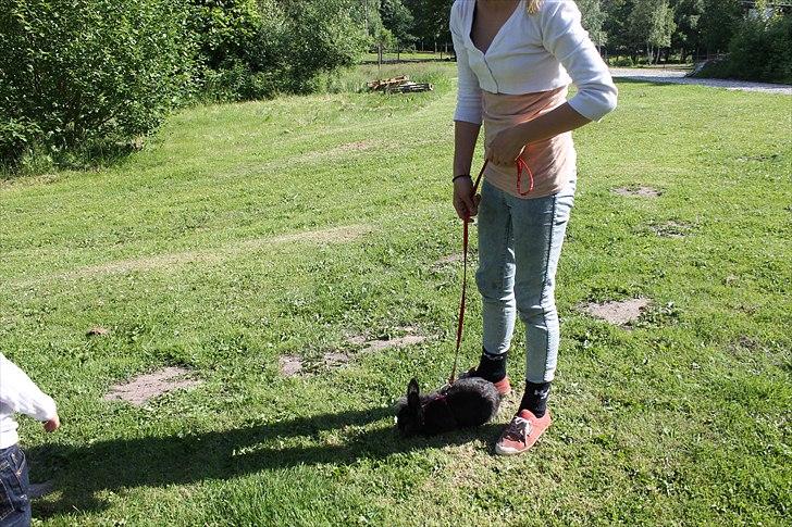 Kanin Knuttie billede 8