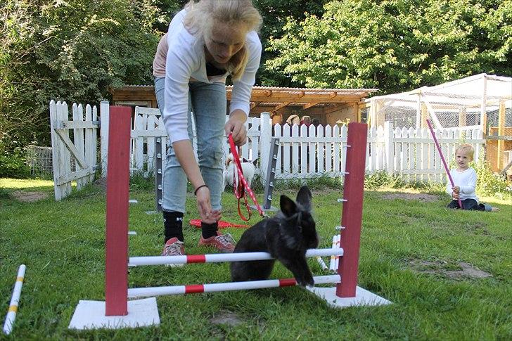 Kanin Knuttie billede 9