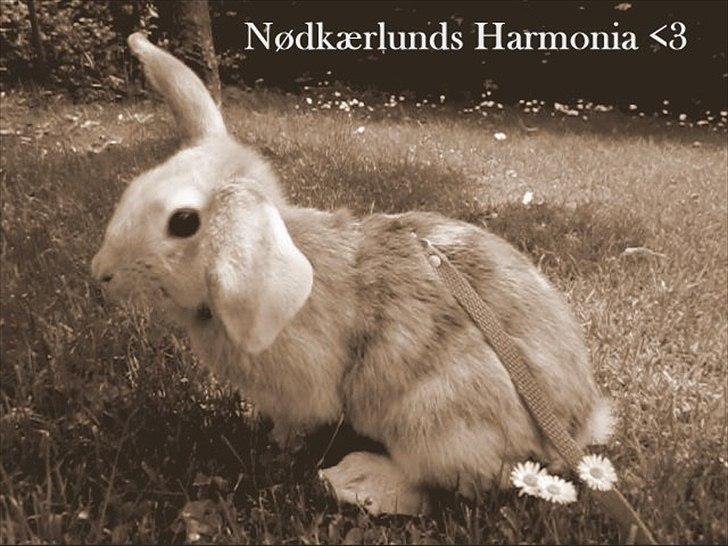 Kanin Nødkærlunds (Cute) Harmonia  - :)  billede 2