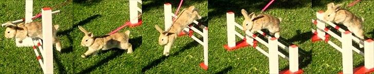 Kanin Nødkærlunds (Cute) Harmonia  billede 3