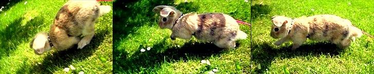 Kanin Nødkærlunds (Cute) Harmonia  billede 5