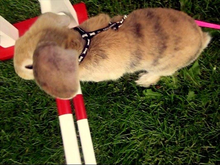 Kanin Nødkærlunds (Cute) Harmonia  billede 8