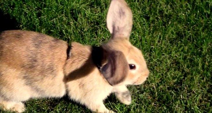 Kanin Nødkærlunds (Cute) Harmonia  billede 9