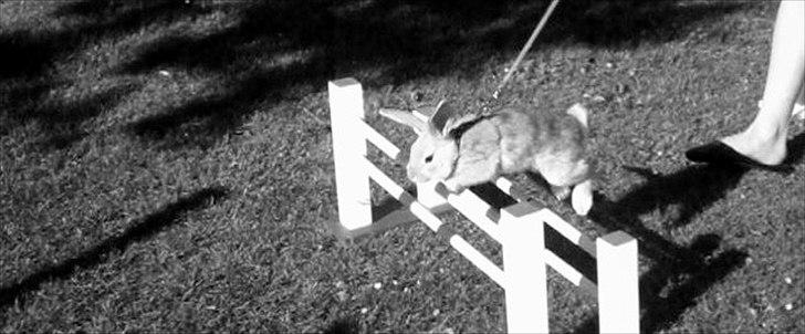 Kanin Nødkærlunds (Cute) Harmonia  billede 6