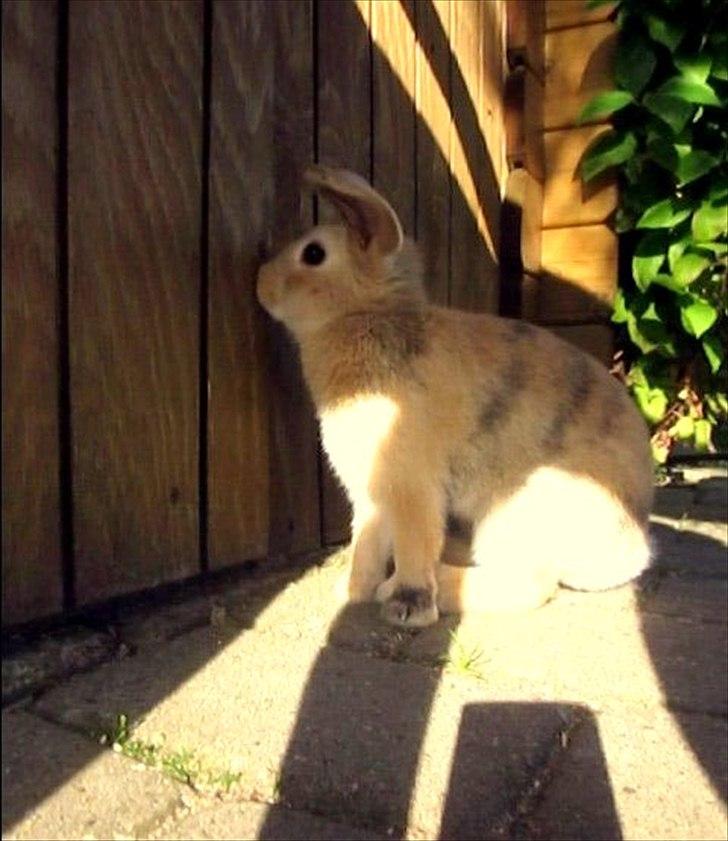 Kanin Nødkærlunds (Cute) Harmonia  billede 10