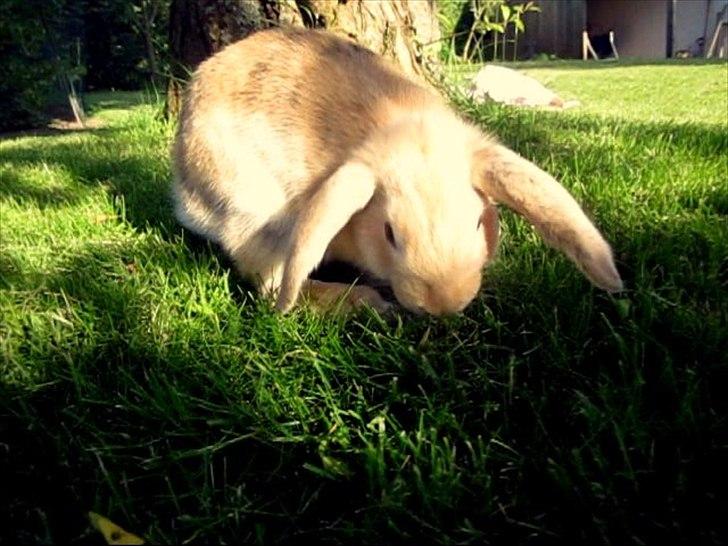 Kanin Nødkærlunds (Cute) Harmonia  billede 11