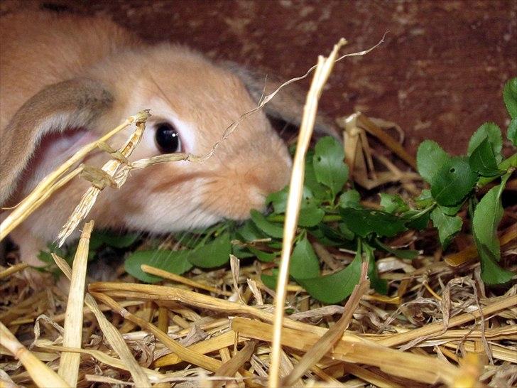 Kanin Nødkærlunds (Cute) Harmonia  billede 12