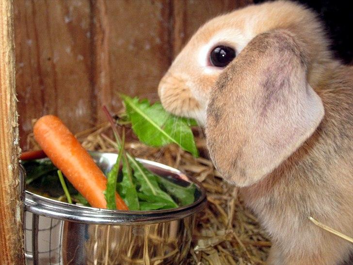 Kanin Nødkærlunds (Cute) Harmonia  billede 13