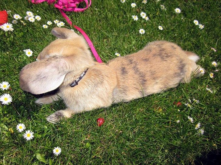 Kanin Nødkærlunds (Cute) Harmonia  - Arh SOL! <3  billede 14