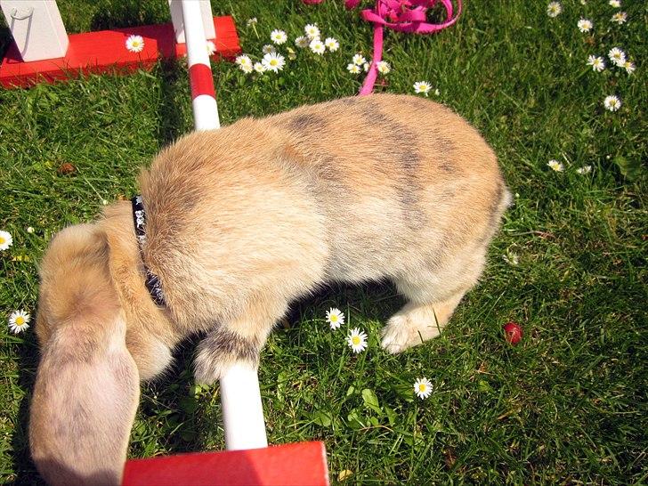 Kanin Nødkærlunds (Cute) Harmonia  - Hvad er der på den anden side? :P billede 15