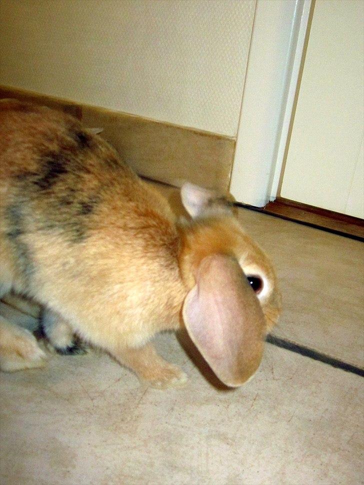 Kanin Nødkærlunds (Cute) Harmonia  billede 16