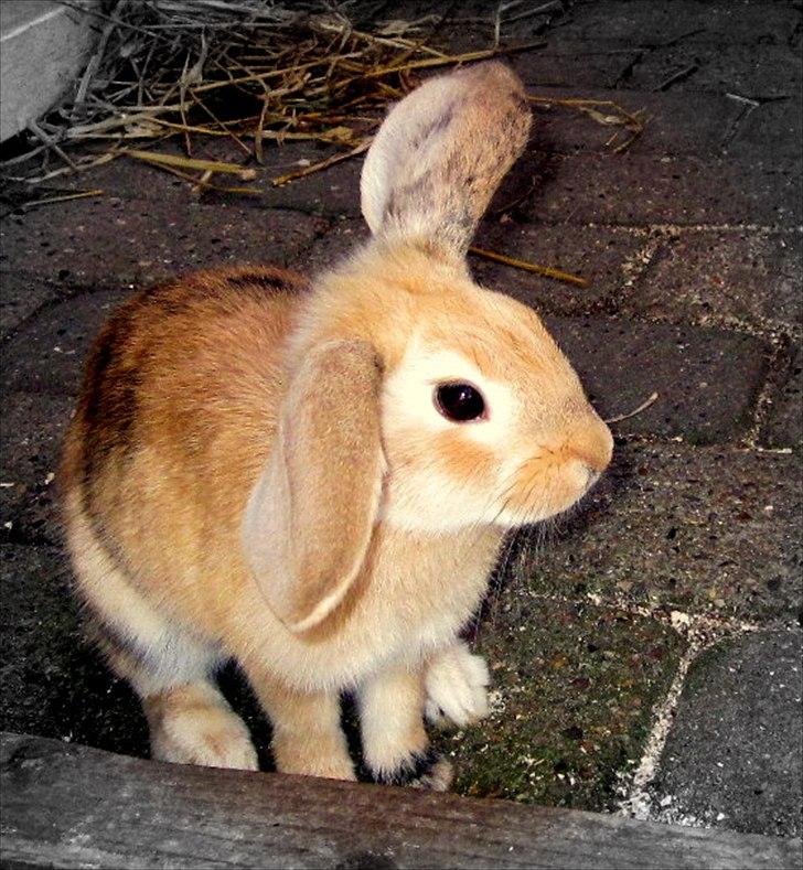 Kanin Nødkærlunds (Cute) Harmonia  billede 7