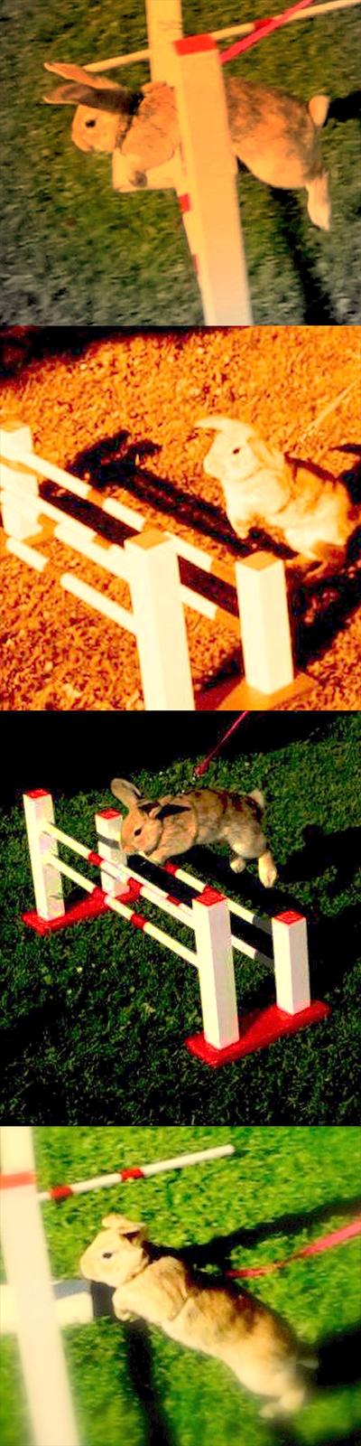 Kanin Nødkærlunds (Cute) Harmonia  billede 4