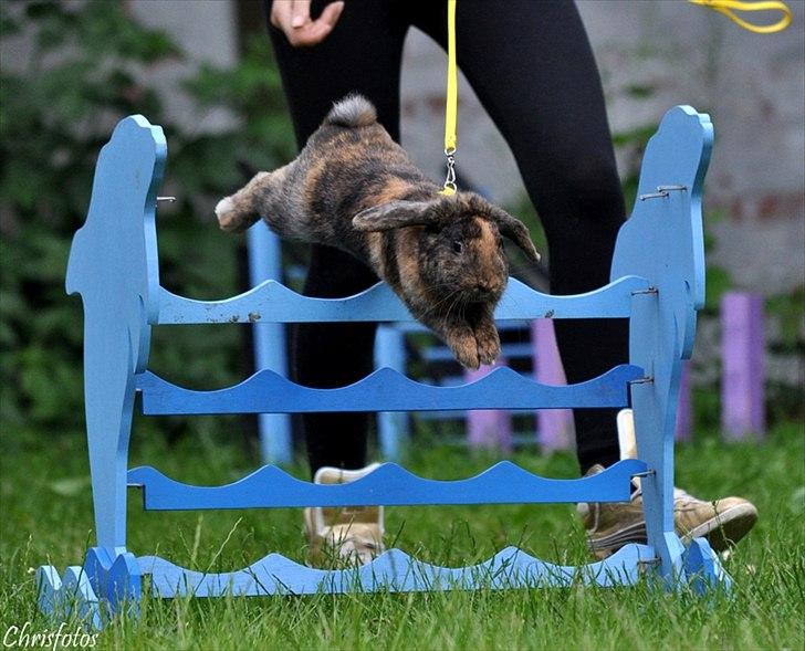 Kanin MaPos De La Manifik billede 6