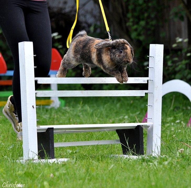 Kanin MaPos De La Manifik billede 8