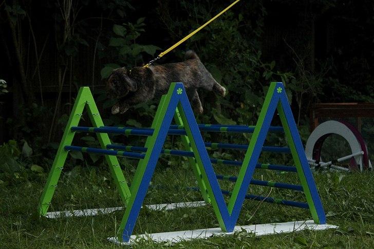 Kanin MaPos De La Manifik billede 13