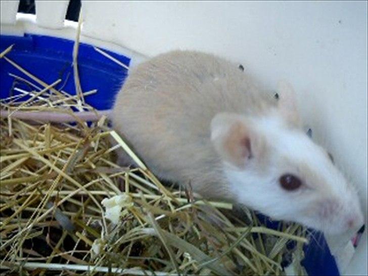 Natalmus Frøken billede 1