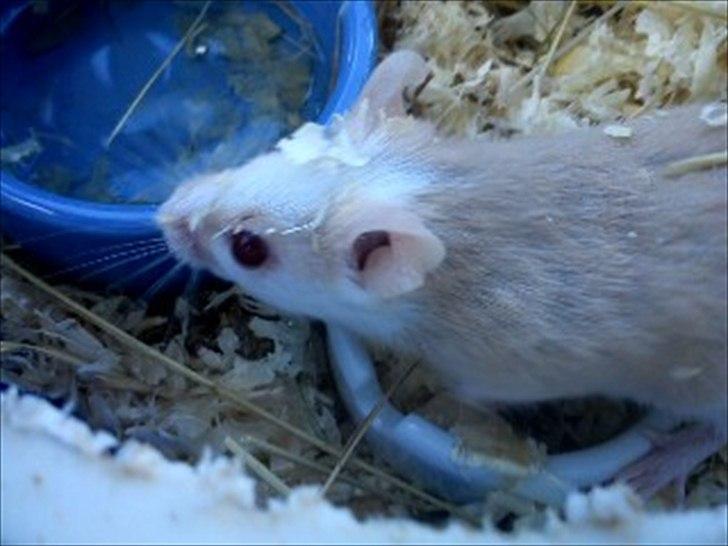 Natalmus Frøken billede 2