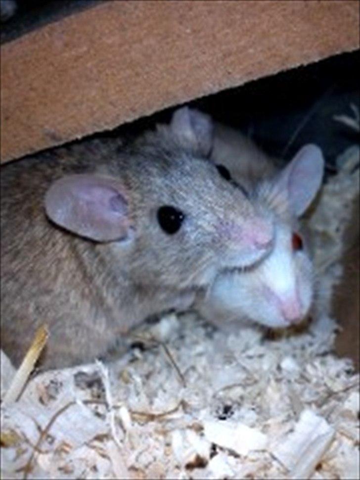 Natalmus Frøken - Frønknen og Kaptajnen billede 5