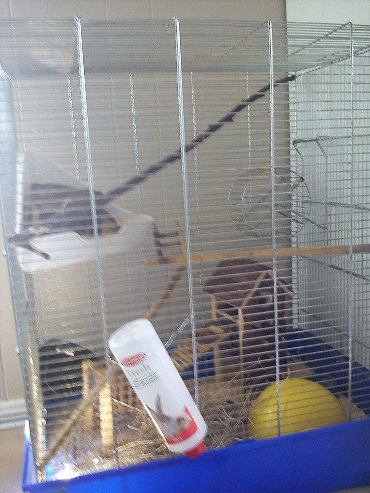 Natalmus Frøken billede 6