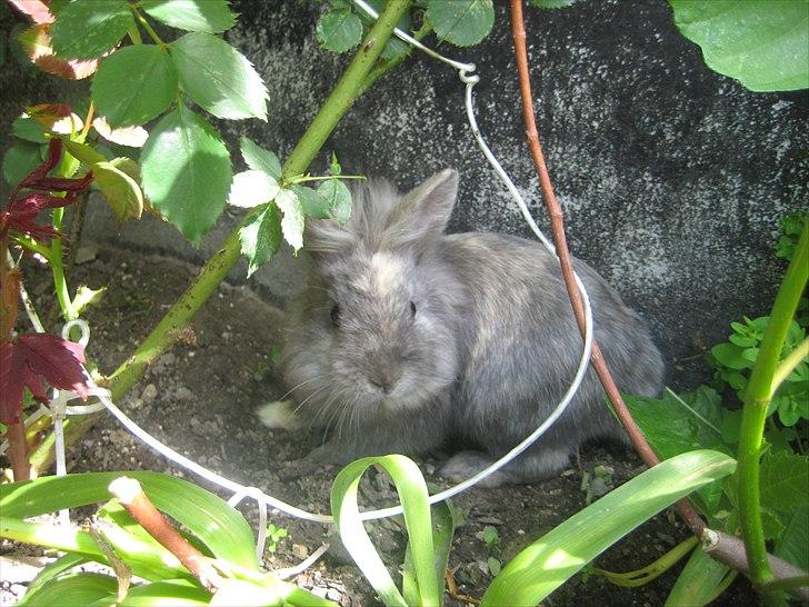 Kanin kahlua EFTERLYSES BORTLØBET!! billede 1