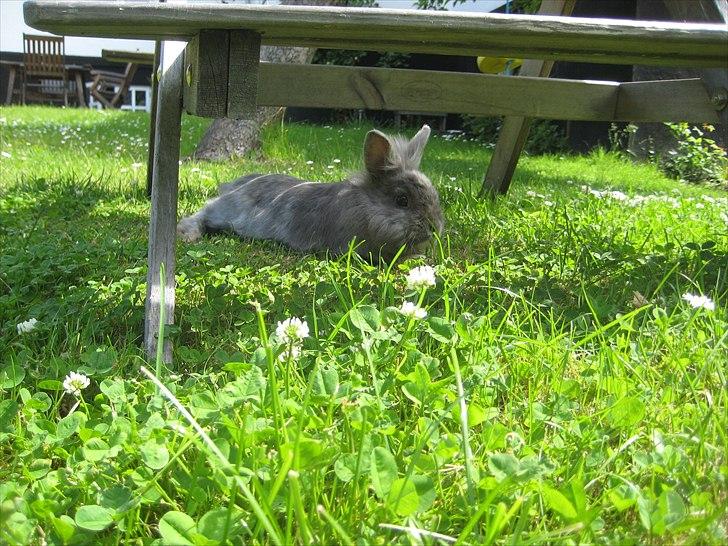 Kanin kahlua EFTERLYSES BORTLØBET!! billede 6