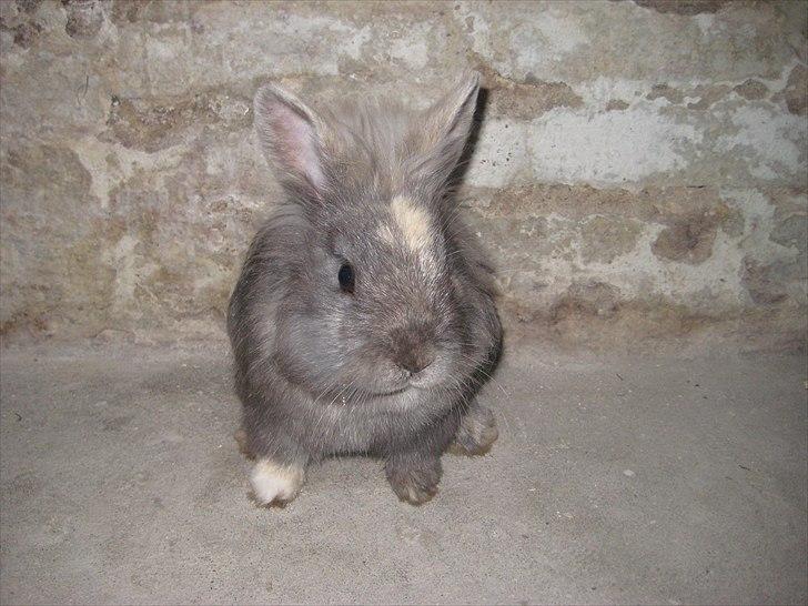 Kanin kahlua EFTERLYSES BORTLØBET!! billede 5