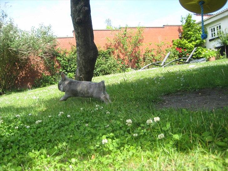 Kanin kahlua EFTERLYSES BORTLØBET!! billede 15