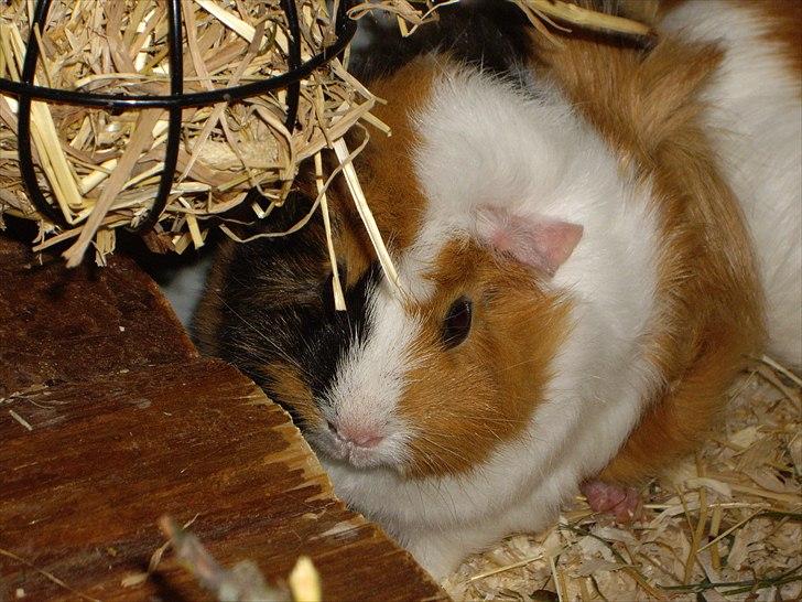 Marsvin Enja  - Enja gemmer sig lidt usikkert bag hø kuglen.
Det er Gandor som kan skimtes bag hende billede 1