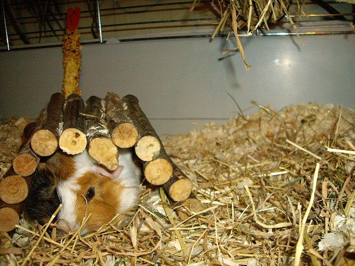 Marsvin Enja  - Enjas yndlings sted den første dag billede 2