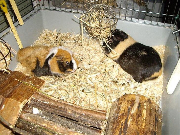 Marsvin Enja  - Tess blev endelig tilfreds med Enjas underkastelse, og her ligger de og slapper af sammen billede 3