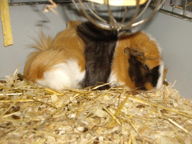 Marsvin Enja  - zzz, nej hvor bliver man træt af alt det nye billede 4