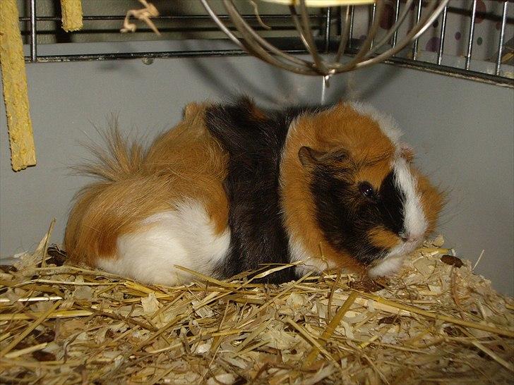 Marsvin Enja  - hov, hvad var det for en mærkelig lyd.. og lys? (hun har ikke vænnet sig til kameraet endnu) billede 5