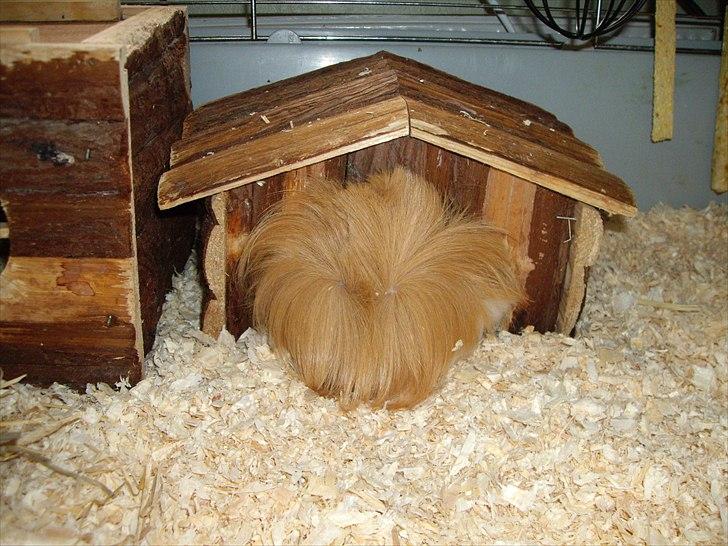 Marsvin Enja  - hvad er der herinde?
hun kan lige akkurat være der billede 6