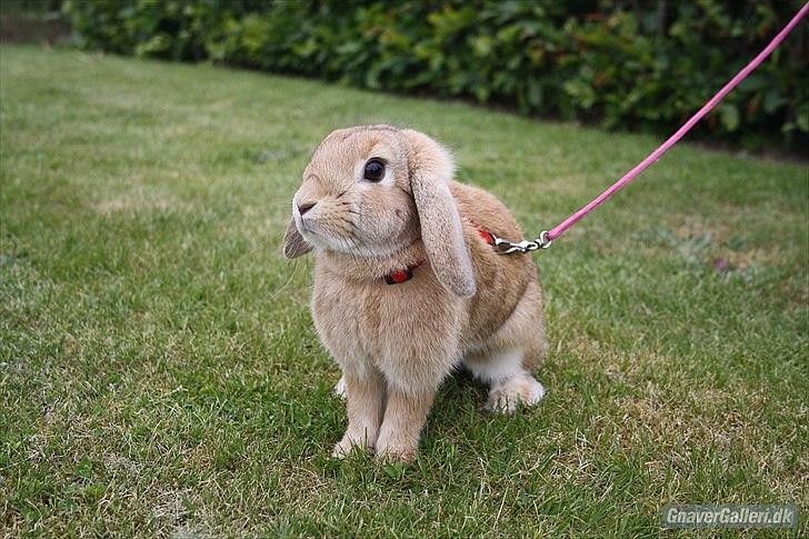 Kanin Beauty Princess | The One<3 - MMB | Foto billede 5