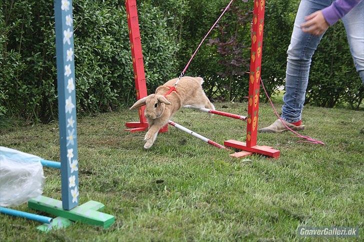 Kanin Beauty Princess | The One<3 - MMB | Foto billede 6