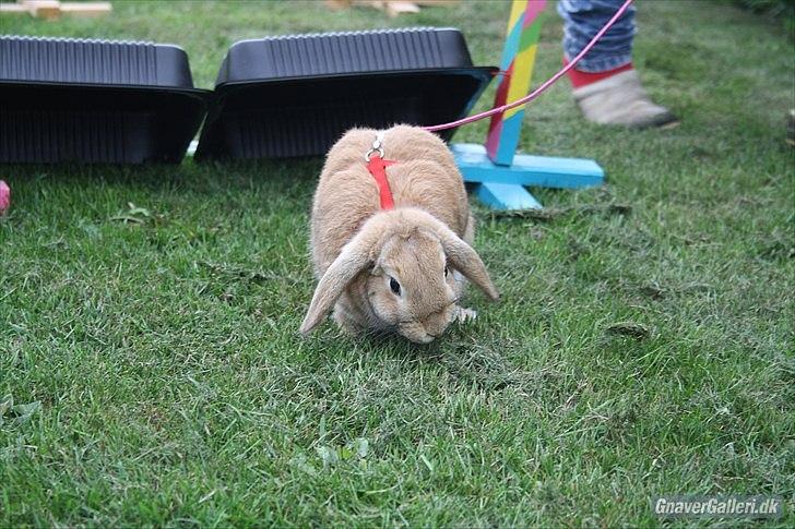 Kanin Beauty Princess | The One<3 - MMB | Foto billede 7