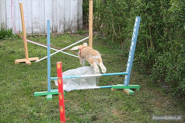 Kanin Beauty Princess | The One<3 - MMB | Foto billede 8