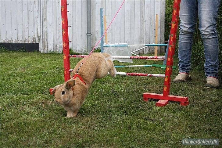 Kanin Beauty Princess | The One<3 - MMB | Foto billede 9