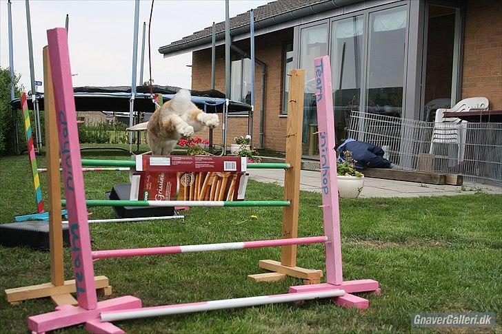 Kanin Beauty Princess | The One<3 - MMB | Foto billede 10