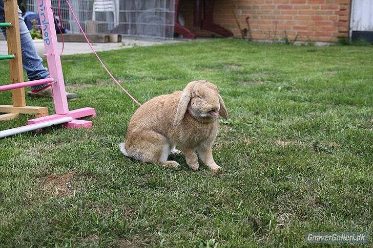 Kanin Beauty Princess | The One<3 - Rækker du tunge? xD
MMB | Foto billede 11