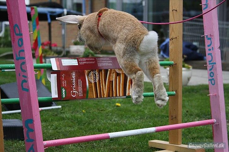 Kanin Beauty Princess | The One<3 - MMB | Foto billede 18