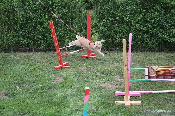 Kanin Beauty Princess | The One<3 - MMB | Foto billede 12