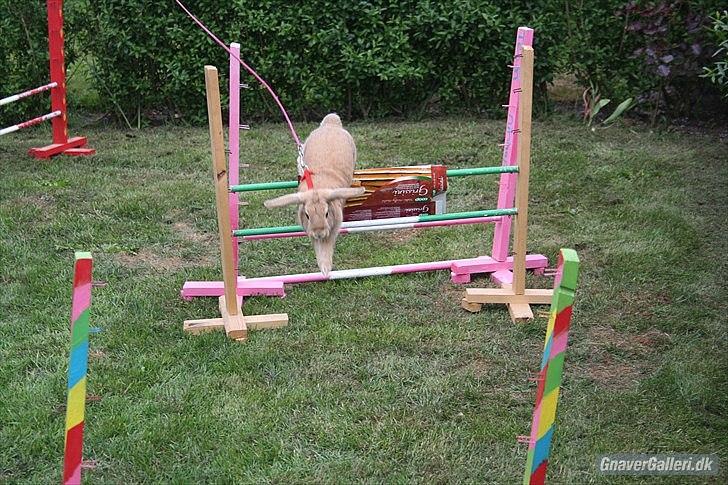 Kanin Beauty Princess | The One<3 - MMB | Foto billede 13