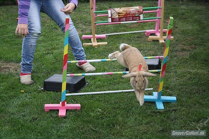 Kanin Beauty Princess | The One<3 - MMB | Foto billede 14